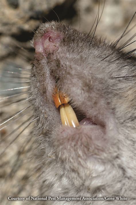 norway rat disease